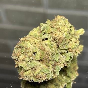 pink champagene . golden dragon